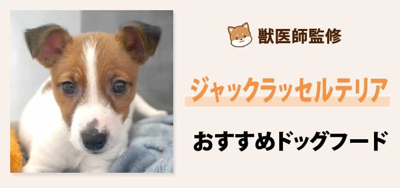 獣医師が太鼓判！ジャックラッセルテリアに安心して与えられるおすすめドッグフード7選と選び方とは？【2025年5月最新版】