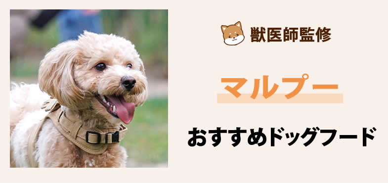 獣医師が太鼓判！マルプーに安心して与えられるおすすめドッグフード7選と選び方とは？【2025年5月最新版】