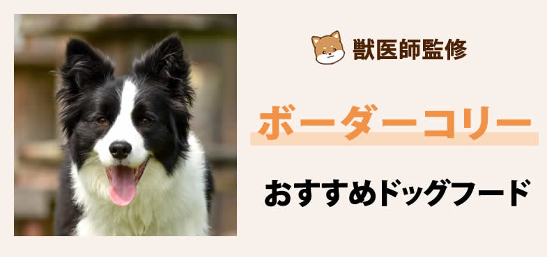 獣医師が太鼓判！ボーダーコリーに安心して与えられるおすすめドッグフード7選と選び方とは？【2025年6月最新版】